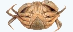peeler crab bait for sale