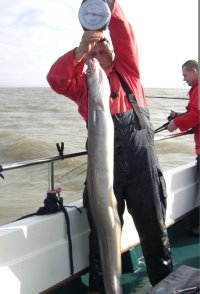 Conger Eel fishing in the Bristol Channel