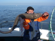 Conger Eel fishing in the Bristol Channel