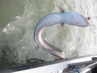 Conger Eel fishing in the Bristol Channel