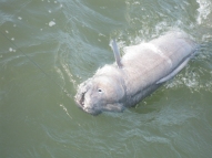 Conger Eel fishing in the Bristol Channel