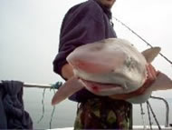 Tope fishing in the Bristol Channel