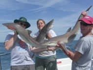 Tope fishing in the Bristol Channel